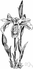 dwarf iris - low-growing spring-flowering American iris with bright blue-lilac flowers