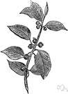 hyoscyamus - genus of poisonous herbs: henbane
