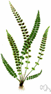 Asplenium viride - a small fern with slim green fronds