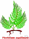 Pteridium aquilinum - large coarse fern often several feet high