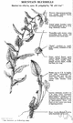 Ciliophora - class of protozoa having cilia or hairlike appendages on part or all of the surface during some part of the life cycle