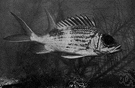 Holocentrus - type genus of the family Holocentridae
