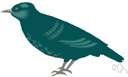 Acridotheres tristis