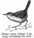 house wren - common American wren that nests around houses