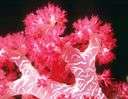 order Alcyonaria - corals and sea anemones having eight branches