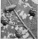 Epilachna varivestis - introduced into the United States from Mexico