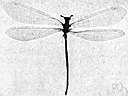 antlion fly