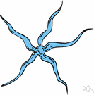 serpent star - an animal resembling a starfish with fragile whiplike arms radiating from a small central disc