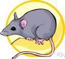 roof rat - common household pest originally from Asia that has spread worldwide