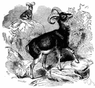 moufflon - wild mountain sheep of Corsica and Sardinia