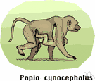 Cynocephalus - type genus of the family Cynocephalidae