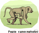 genus Cynocephalus - type genus of the family Cynocephalidae