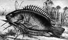 climbing perch - a small perch of India whose gills are modified to allow it to breathe air