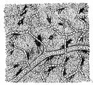 arteriole - one of the small thin-walled arteries that end in capillaries