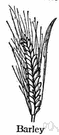 barleycorn - a grain of barley