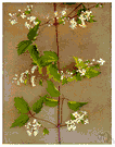 Clematis virginiana - common climber of eastern North America that sprawls over other plants and bears numerous panicles of small creamy white flowers