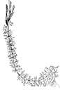 Moehringia mucosa - loosely matted plant with moss-like foliage studded with tiny starry four-petaled white blossoms