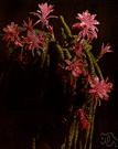 Aporocactus - small genus of epiphytic cacti of Mexico
