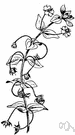 bog pimpernel - small creeping European herb having delicate pink flowers