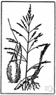 Holcus - a genus of Old World grasses widely cultivated in America