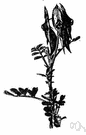 parrot's bill - evergreen shrub with scarlet to white clawlike or beaklike flowers
