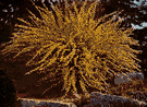 genus Cytisus - large genus of stiff or spiny evergreen or deciduous Old World shrubs: broom