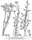 genus Cuscuta - genus of twining leafless parasitic herbs lacking chlorophyll: dodder