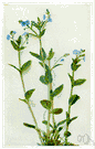 brooklime - European plant having low-lying stems with blue flowers