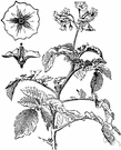 potato - annual native to South America having underground stolons bearing edible starchy tubers