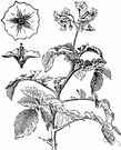 white potato vine - annual native to South America having underground stolons bearing edible starchy tubers