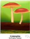 Gymnopilus - a genus of fungus characterized by the orange color of the spore deposit