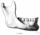 Mandibular - relating to the lower jaw