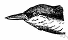 Silvia - type genus of the Sylviidae: warblers