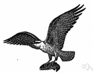 Pandion haliaetus - large harmless hawk found worldwide that feeds on fish and builds a bulky nest often occupied for years