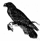 guacharo - nocturnal fruit-eating bird of South America that has fatty young yielding an oil that is used instead of butter