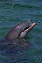 Tursiops truncatus - the most common dolphin of northern Atlantic and Mediterranean