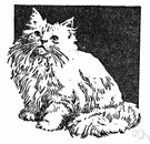 angora - a long-haired breed of cat similar to the Persian cat