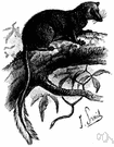 genus Ptilocercus - pentails
