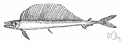 Alepisaurus - slender scaleless predaceous tropical deep-sea fishes