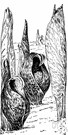 genus Symplocarpus - one species: skunk cabbage