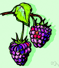 Rubus ursinus loganobaccus - red-fruited bramble native from Oregon to Baja California