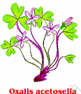 common wood sorrel - Eurasian plant with heart-shaped trifoliate leaves and white purple-veined flowers