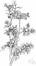 Anethum graveolens - aromatic Old World herb having aromatic threadlike foliage and seeds used as seasoning