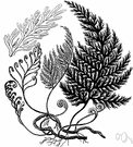 Trichomanes - bristle ferns