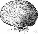 true puffball - any of various fungi of the family Lycoperdaceae whose round fruiting body discharges a cloud of spores when mature