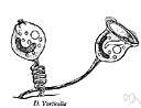 vorticella