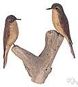 Artamus - type genus of the Artamidae