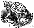 genus Pipa - type genus of the Pipidae