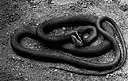 Pseudechis porphyriacus - large semiaquatic snake of Australia