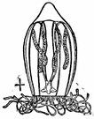 class Hydrozoa - coelenterates typically having alternation of generations
